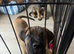 Ready now 4 beautiful cane Corso pups 1 girl 3 boys