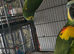 Amazon parrot pair