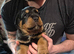 Lovely rotty pups