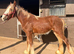 Stunning chestnut cob