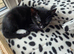 4 beautiful loving kittens