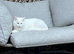 White bengal x