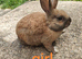Mini rex x mini lop