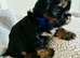 Adorable Shih Tzu Puppies &ndash; Ready for Loving Homes