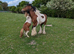 Stallion Shetland miniature horse