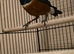 Male spreo starling