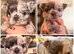 Super Full visual Merle fluffy French bulldogs