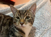 Tabby cat