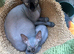 Kittens for sale