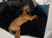5 month old friendly dog