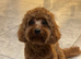 Red Cavapoo Stud
