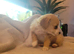 Charlie puppies