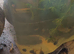 Hyla cinnerea  tadpoles american green tree frog