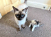 Kittens for adoption