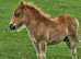 Registered shetland colt foal
