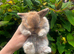 XxxTiny Baby Bunnys