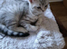Gorgeous kittens looking sweet home