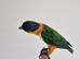 Super Tame Black Headed DNA Male Caique