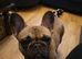 3 year old French bulldog