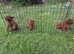 Miniature poodle