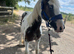 Yearling filly to make 14+