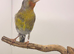 2025 goldfinch mule