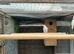 Ringneck parakeets