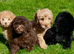 READY NOW!!! Stunning Labradoodles (Miniature) From Health tested parents