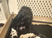 Working cocker spaniel
