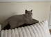 Beautiful lilac Bsh male