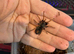 Kochiana Brunnipes