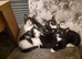 5 Beautiful kittens (Ready To Leave)
