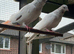 Pigeons