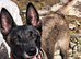 Male Belgian malinois x dutch herder