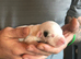 White Staffordshire bull terrier for sale £700