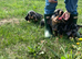 I have girls silver dapple dachshunds ready now
