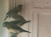 Pair javas and bengaliz