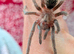 Various Tarantulas for sale