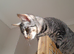 Gorgeous Silver and Black Spotted Full Pedigree TICA Registered Female Cat