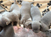 Only 1 male left Smoothcoat Chihuahua for sale