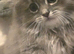 Persian cross Ragdoll