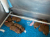 Outstanding miniature Labeadoodles both parents fully health tested licensed breeder