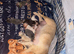 6 French bulldogs puppies KC registered