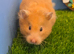 Beautiful Syrian Hamster Girl