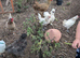 Laying hens