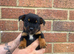 Jack Russell puppies