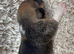 Jack Russell puppies