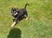 Cute german sherpard puppies