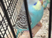 Young budgies