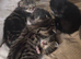 Bengal cross kittens